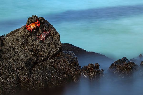 Jones, Adam 아티스트의 Sally lightfoot crab San Cristobal Island-Galapagos Islands-Ecuador작품입니다.
